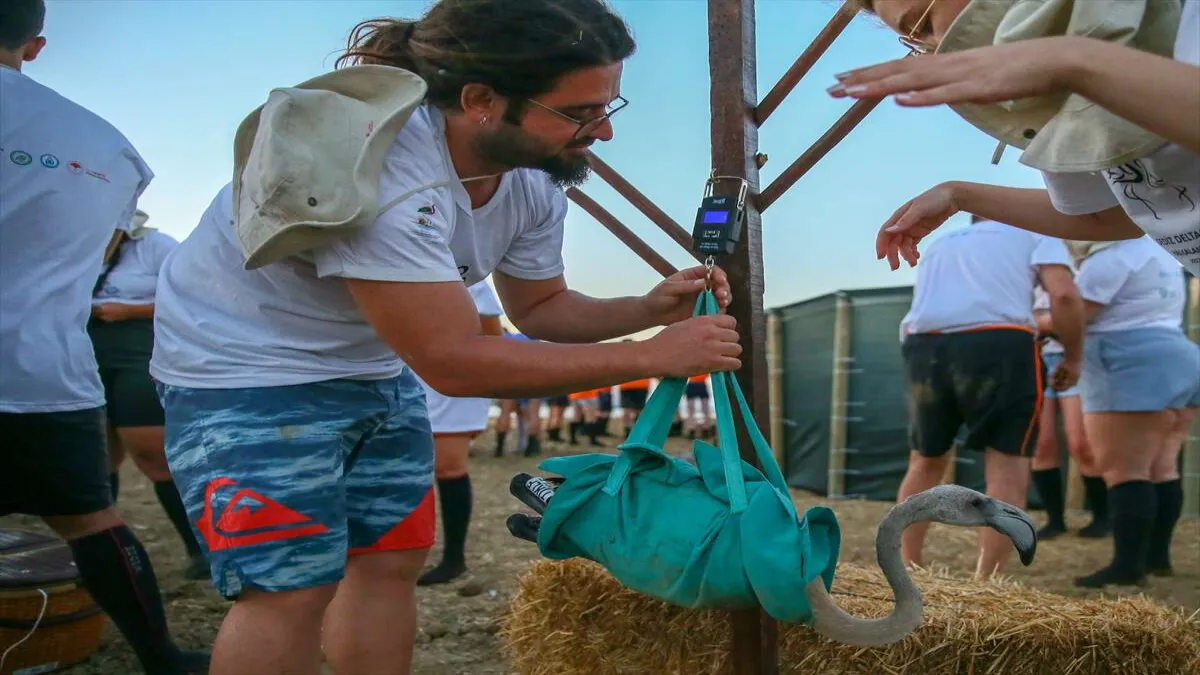 İzmirli yavru flamingolar takip edilecek - 996