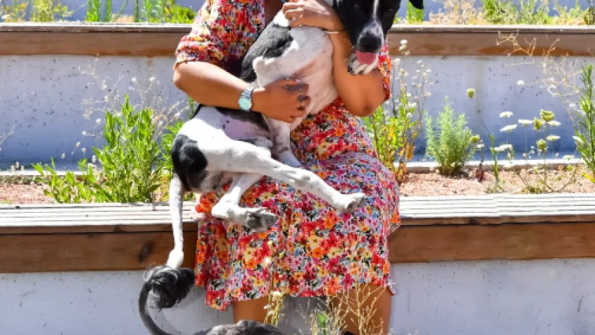 depremzede köpek_ilkses (2) (Özel)