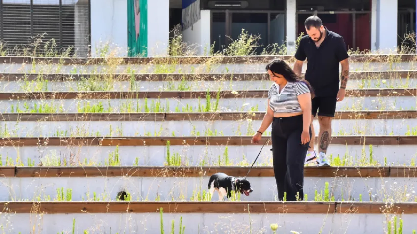 depremzede köpek_ilkses (3) (Özel)