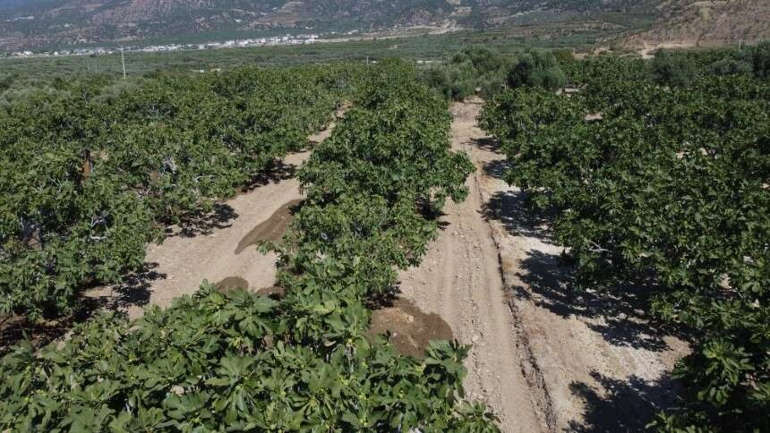 Aydın'ın erkenci incir fidanları ihraç ediliyor