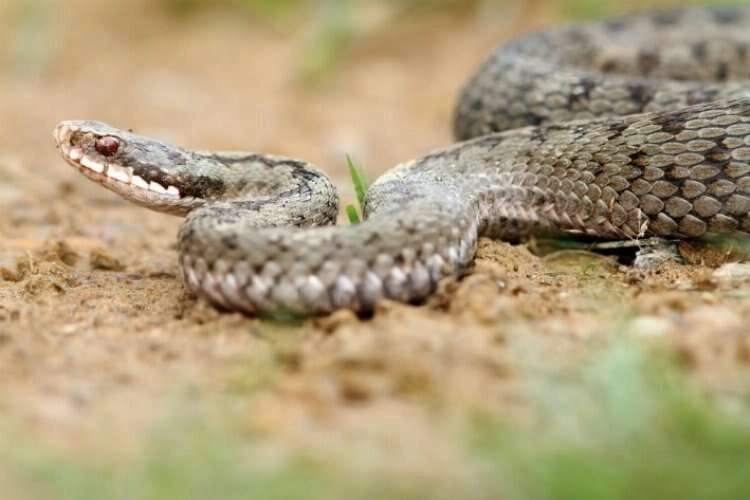 Rüyada yılan görmek ne anlama gelir? Rüyada yılan ısırması, yılan öldürmek nasıl yorumlanır?