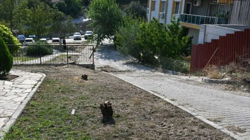 ağaçç