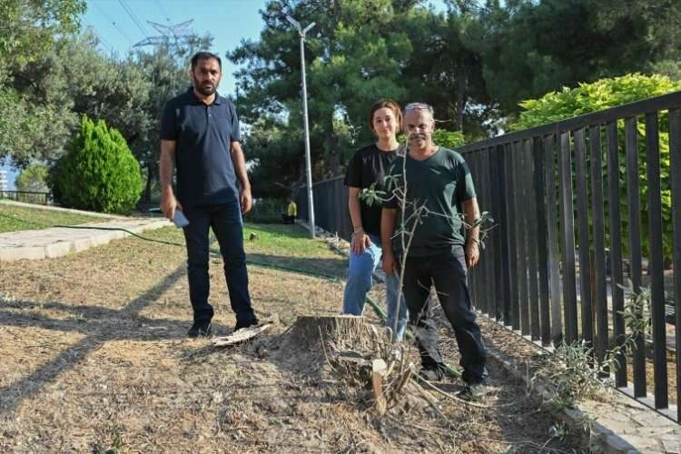 İzmir'de belediye ekiplerinin ağaç kesmesi tepki topladı haberinin görseli