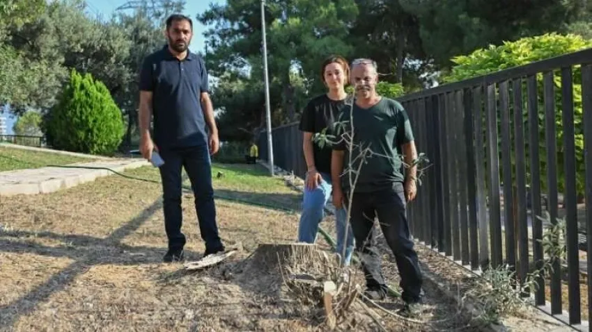 İzmir'de belediye ekiplerinin ağaç kesmesi tepki topladı haberinin görseli