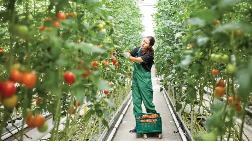 Jeotermal Sera_ilkses (Özel)