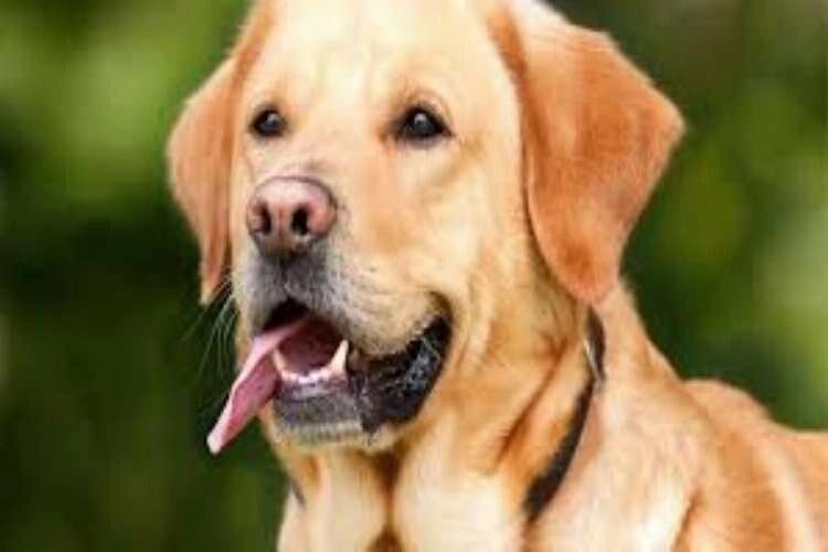 Rüyada köpek görmek ne anlama gelir? Rüyada köpek ısırması ne anlama gelir? haberinin görseli