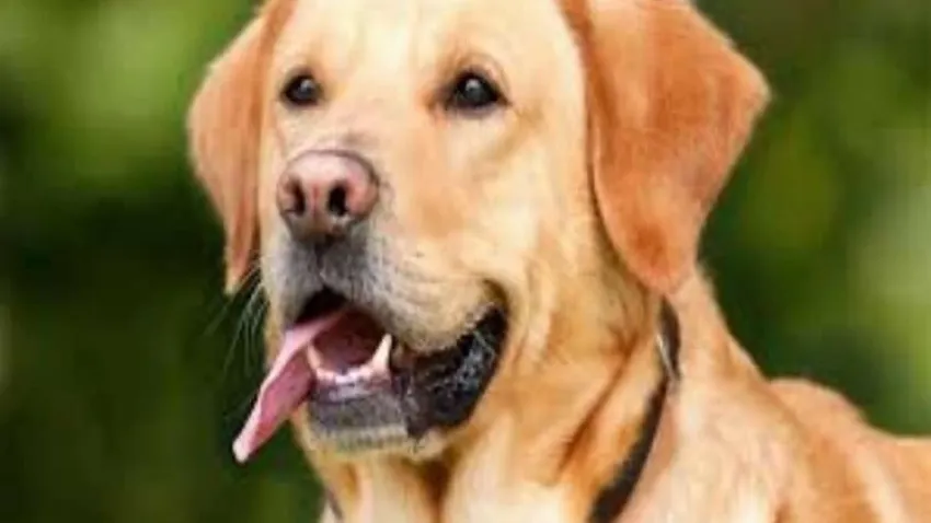 Rüyada köpek görmek ne anlama gelir? Rüyada köpek ısırması ne anlama gelir? haberinin görseli