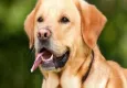 Rüyada köpek görmek ne anlama gelir? Rüyada köpek ısırması ne anlama gelir?