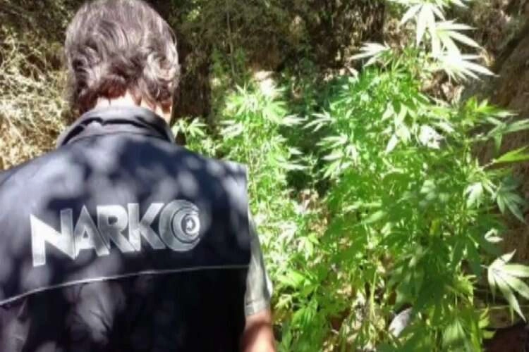 İzmir'de polis 'Uyuşturucu ormanı'na baskın yaptı haberinin görseli