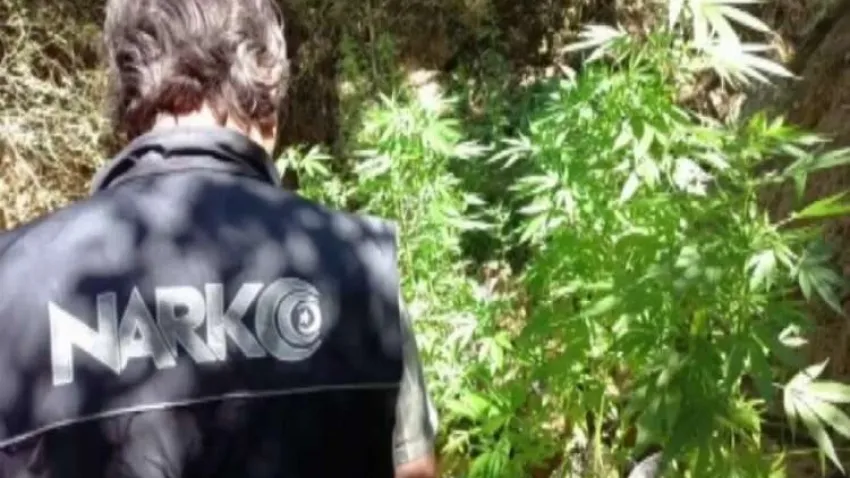 İzmir'de polis 'Uyuşturucu ormanı'na baskın yaptı