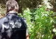 İzmir'de polis 'Uyuşturucu ormanı'na baskın yaptı