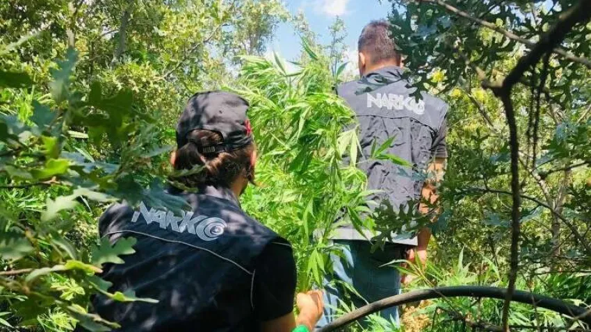 Uyuşturucu ormanı_ilkses (2) (Özel)