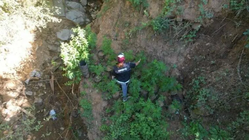 Uyuşturucu ormanı_ilkses (3) (Özel)