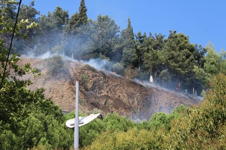 Aydın'da ağaçlık alanda yangın çıktı