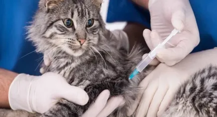 Kedi ve köpekler için aşı takvimi nasıl olmalıdır?