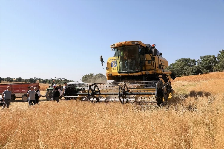 Uşak’ta keten hasadında ilk mahsuller alınıyor