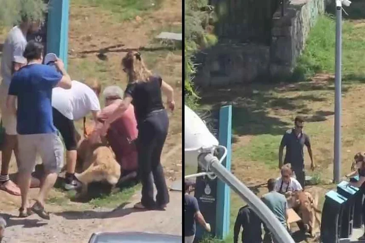 İstanbul'da tasmasız köpek dehşeti!