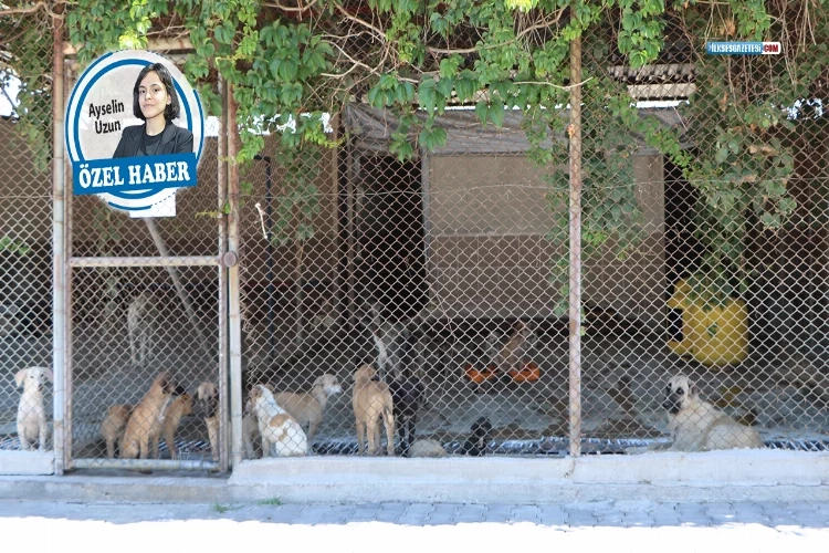 Kemalpaşa’da başıboş köpek sorunu mu yaşanıyor? haberinin görseli