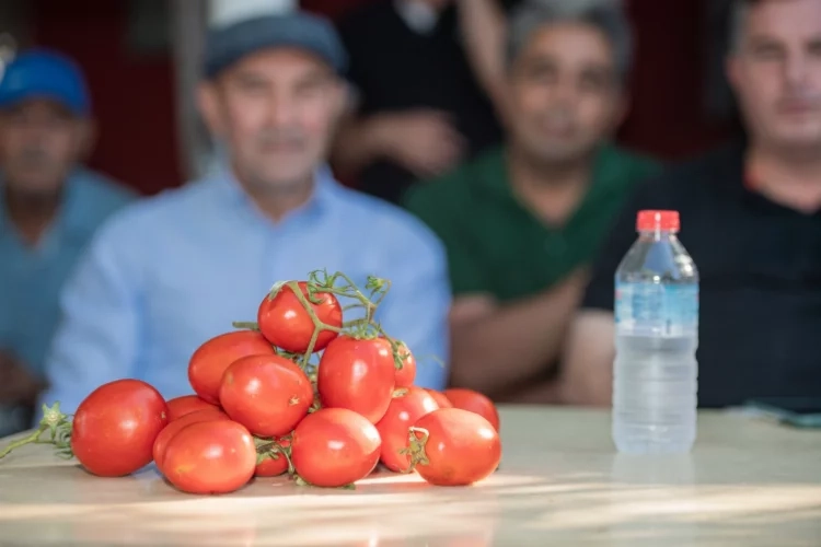 Başkan Soyer, domates hasadı etkinliğine katıldı