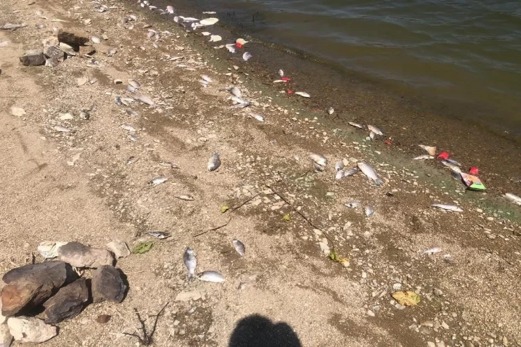 Boğazköy baraj gölüne gezmeye gelenler gördüklerine inanamadı