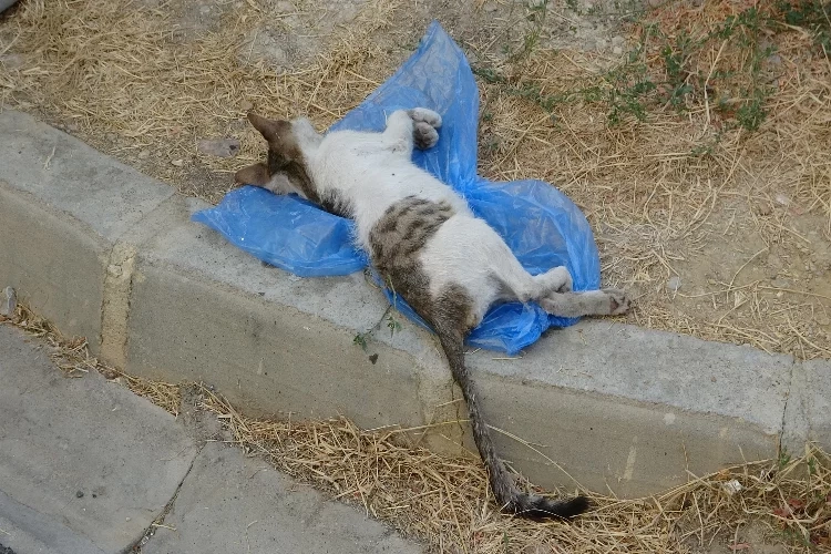 Denizli'de korkunç olay! Çöp konteynerinde ölü kediler bulundu