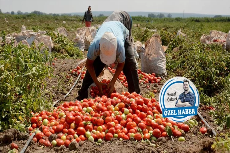 Domates üreticileri maliyetlerle boğuşuyor