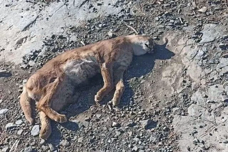 Nesli tehlike altındaydı! ‘Orman’ın hayalet Kedisi’ Karakulak ölü bulundu