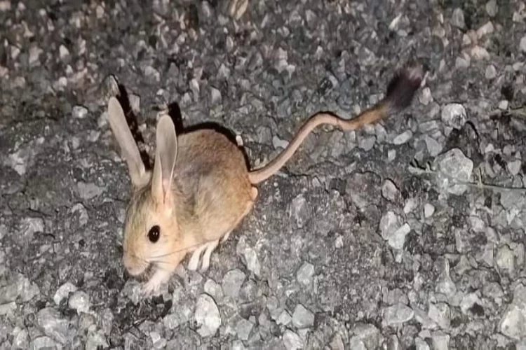 Erzincan’da görüntülendi! Nesli tükenmekte tehlikesi altındaydı