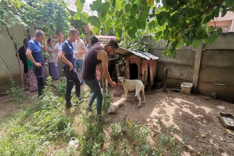 Dogo Argentino sahipleri dikkat! Köpeğinize el konulabilir