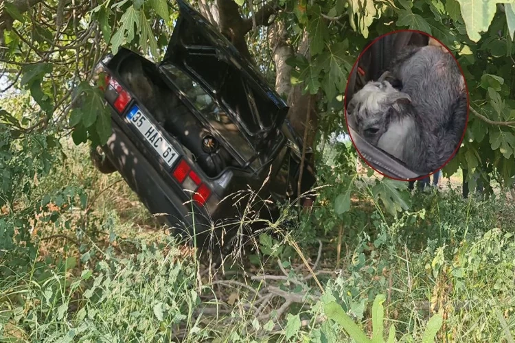 İzmir’deki feci kazadan keçiler sağ kurtuldu