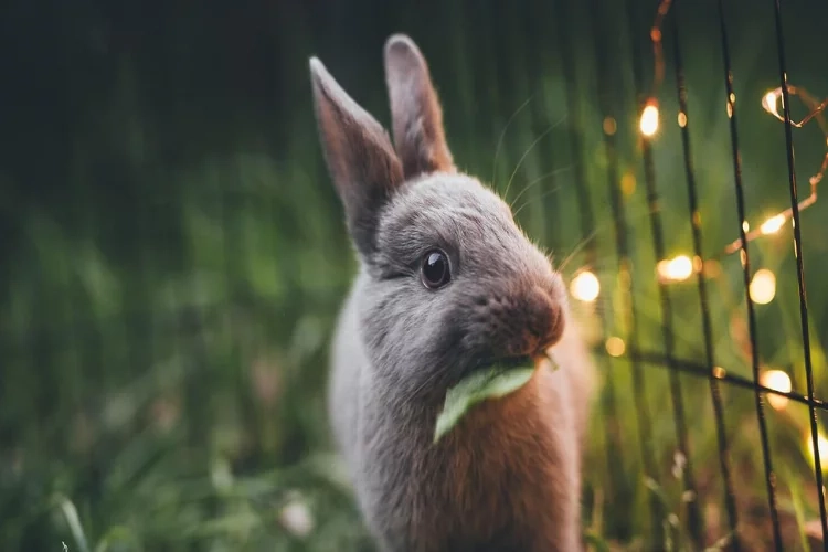 Kahve falında tavşan görmek ne anlama gelir? haberinin görseli