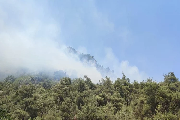 Bilecik'te orman yangını çıktı haberinin görseli