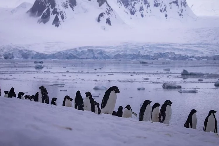 Penguenleri son görüşümüz olabilir: 2100 yılında yok olacaklar!