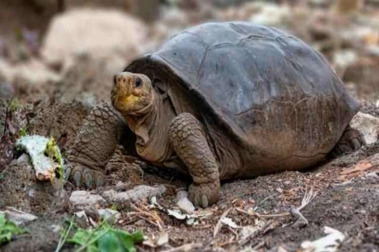 Rüyada kaplumbağa görmek neye işaret? Rüyada kaplumbağa görmek ne demek?