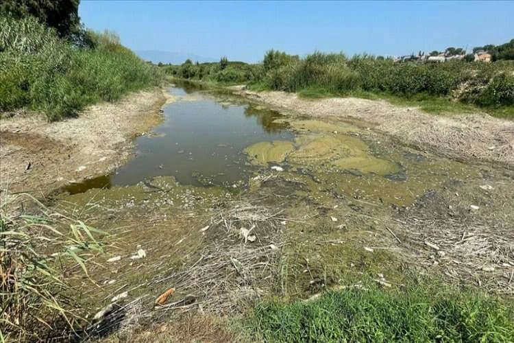 Büyük Menderes Nehri'nde kuraklık nedeniyle yüzlerce balık öldü haberinin görseli