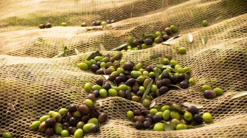 zeytin-ilkses