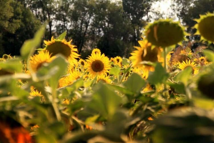 Trakya değil Yüksekova: Ayçiçek tarlası uğrak noktası oldu haberinin görseli