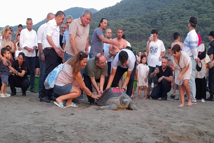 Yeşil deniz kaplumbağası uydu takip cihazı ile izlenecek