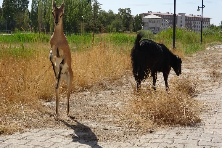 Yavru yaban keçisi süt annesinden ayrılıyor