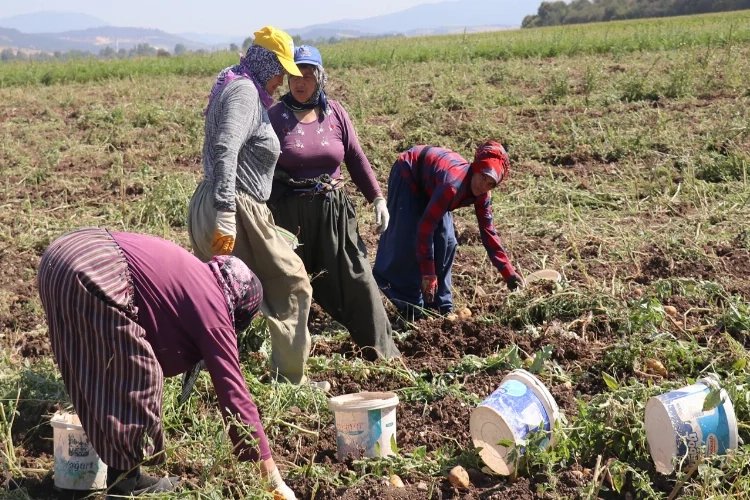 Sıcak havada zorlu mesai.. Patates diyarı Bolu’da hasat başladı...