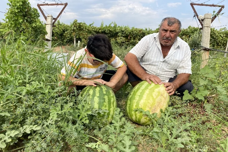 Manisa'da üzüm bağında karpuz yetiştirdiler haberinin görseli