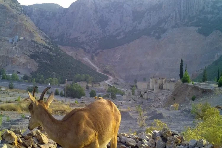 Can suyu havuzlarından su içen yaban keçileri fotokapana yansıdı