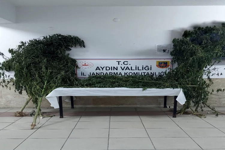 Aydın'da uyuşturucu operasyonu: 28 kök kenevir ele geçirildi haberinin görseli