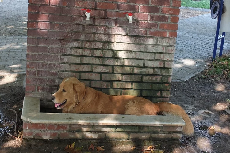 Aşırı sıcaklar köpekleri de bunalttı yalakta serinlemeye çalıştılar