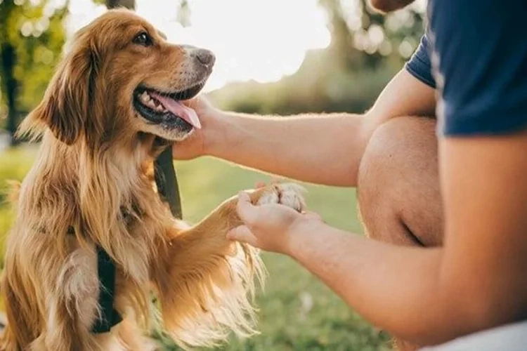 Köpeğinizin sizi sevdiğini nasıl anlarsınız?