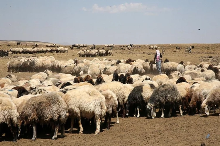 Bitlis yaylaları binlerce küçükbaş hayvanı ağırlıyor