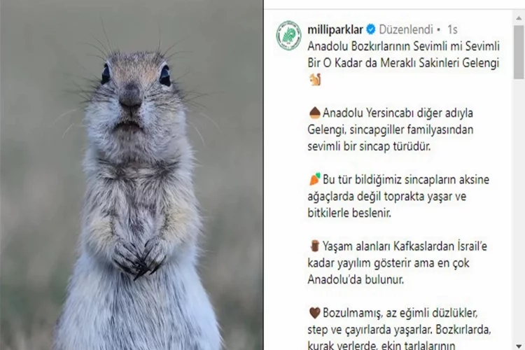 Sevimli yersincabı paylaşımı beğeni topladı