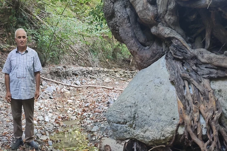 Bartın'da kökleriyle kaya tutan ağaç bulundu haberinin görseli