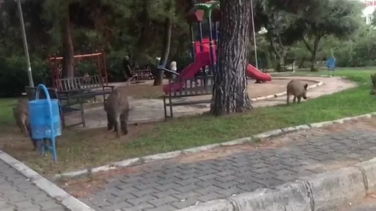 Bornova domuzların yuvası oldu! haberinin görseli