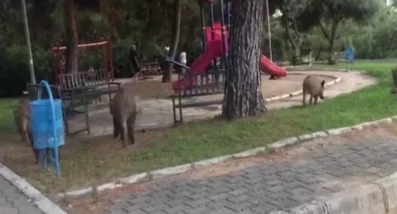 Bornova domuzların yuvası oldu!